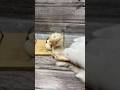 #popcornmachine #diy #cooking #creative