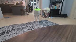 I got him to catch a frisbee (5mo), its starting of rain season in Korea so we are indoors. by Husky Obsessed 281 views 2 years ago 16 seconds