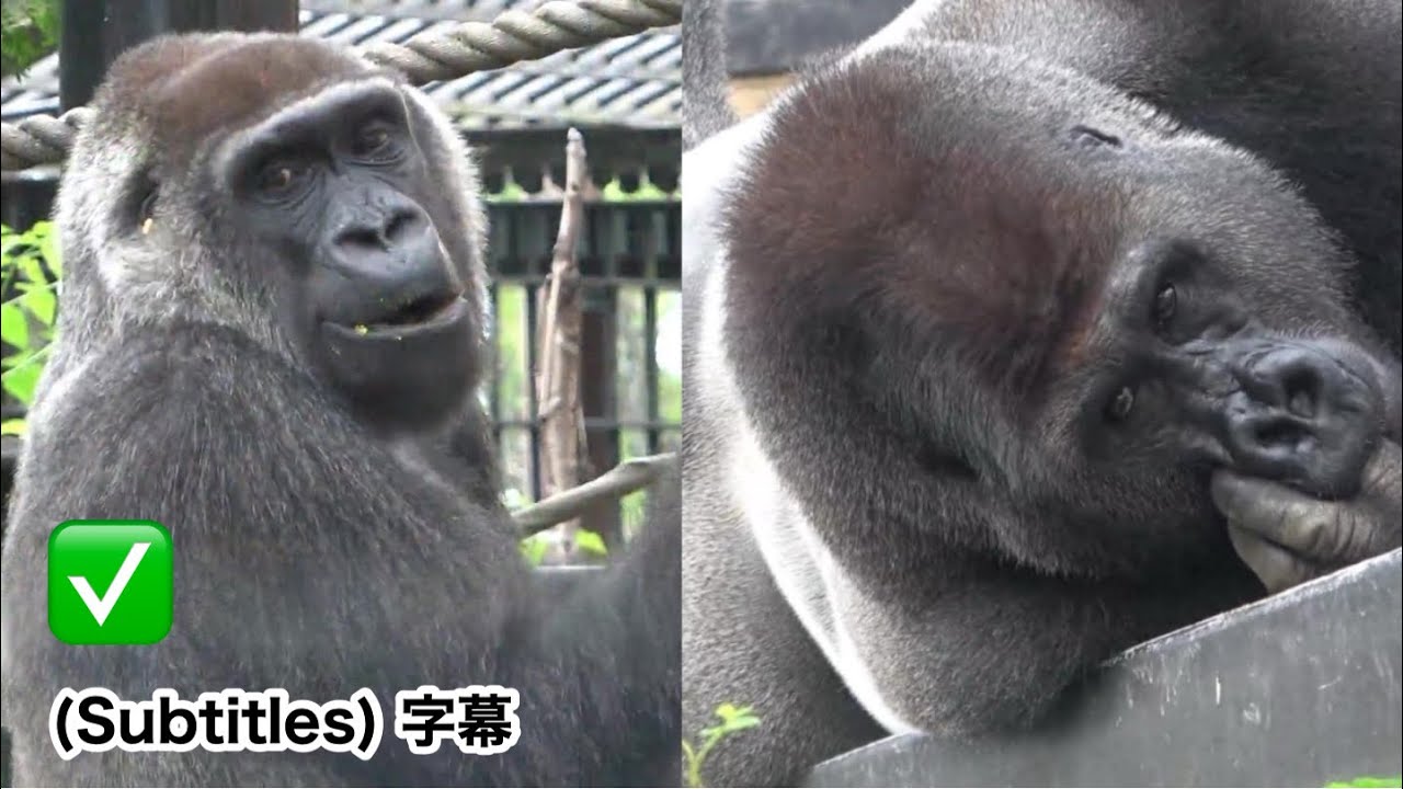 Новые факты!   Прощание Гентаро  и  О родах Генки.  горилла