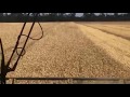 Уборка пшеницы, день третий