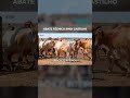 ABATE TÉCNICO #SINDI #gado #fazenda #mercadoagricola #pecuarista #agro #nelore #cavalo