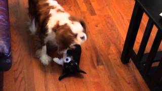 Baby Pippi plays with Bandit. Playing Cavalier King Charles