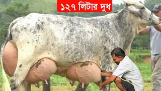 বর্তমান বিশ্বের সবচেয়ে বেশি দুধ দেওয়া ৫টি গাভী | গরু গুলোকে দেখে অবাক হয়ে যাবেন/highly milking cow screenshot 5