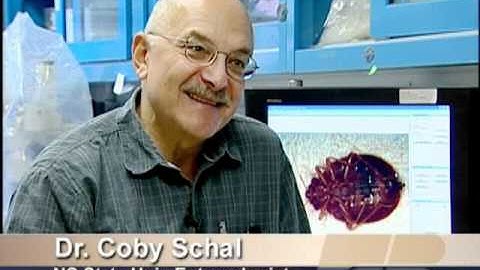 NC State Researches Bed Bugs