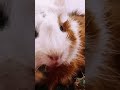 #animals #cute #funny #love #pet #pets #shortcut #shortvideo #angora #chinchilla