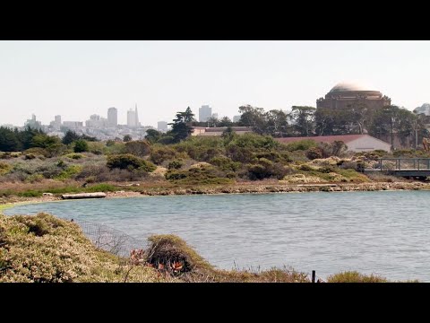 Hiking Through History in The Presidio — Urban Nature