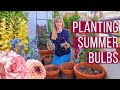 Planting summer bulbs in pots begonias dahlias hedychium and more