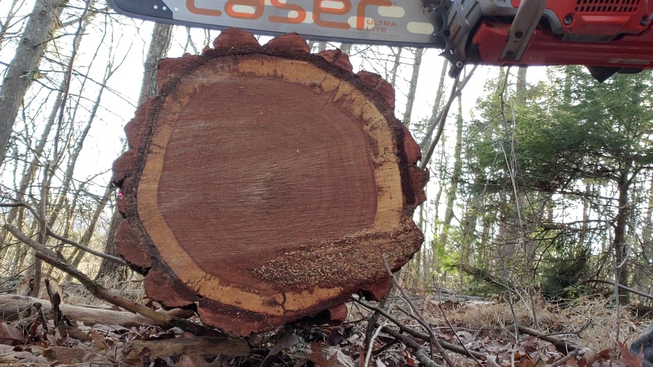 Husqvarna 572xp cutting fast - YouTube
