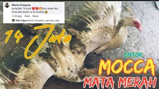 Download Lagu Percaya/Engak‼️ Inilah Entok Termahal Di Indonesia | Fikri Cilacap | MP3