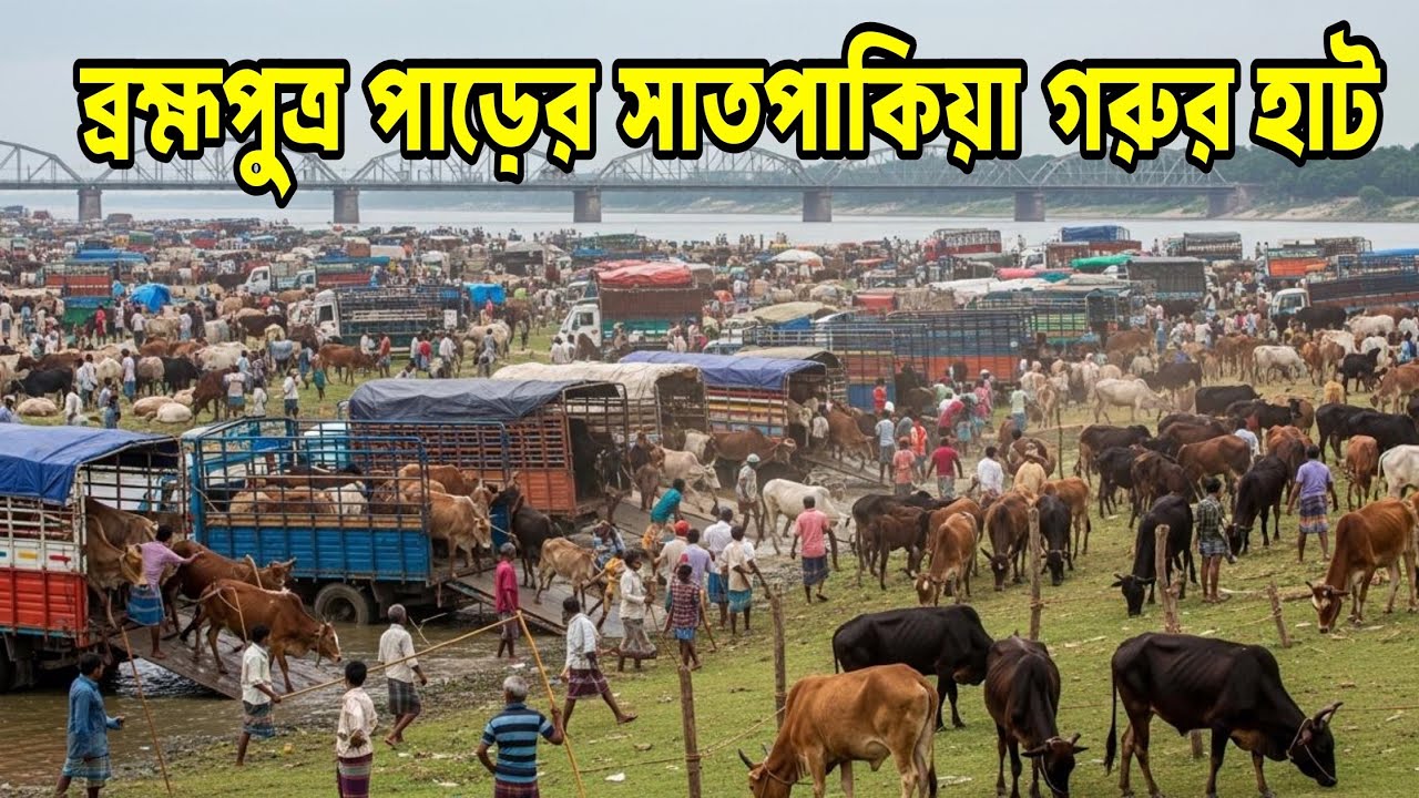 ব্রম্মপুত্র পাড়ে সাতপকিয়া গরু হাট | Satpakia Cattle Market | Sherpur Sadar | Sherpur Gorur Hat 2026