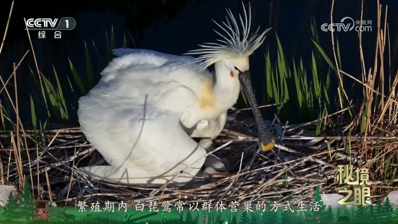 秘境之眼》 白琵鹭20260723 | Nature Talks · 生逢其境- YouTube
