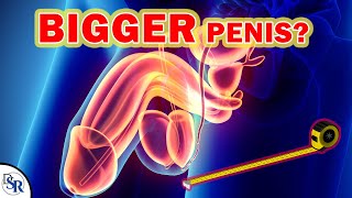 𝗛𝗼𝘄 𝗕𝗶𝗴 Can You Really GROW Your Penis? [REAL results]