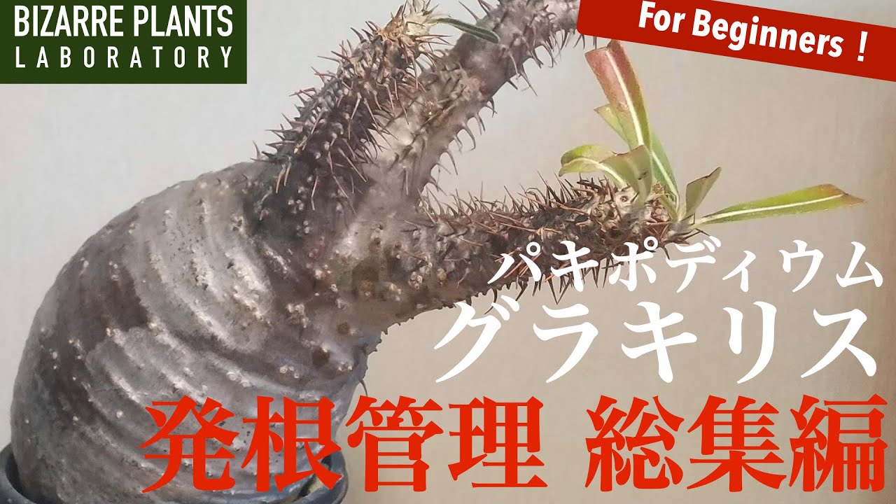 【パキポディウム グラキリス】2022初め！発根管理 総集編！！