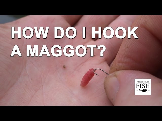 How do I hook a maggot? - The School Of Fish 