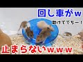 回し車に回されるハムスターｗｗｗｗｗ