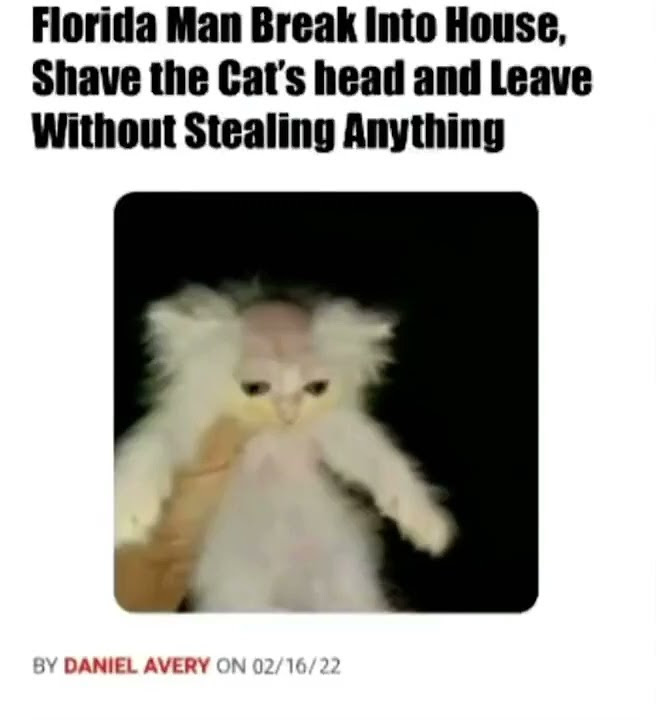 Кот с лысиной на голове мем florida man breaks into a house shaves cat head and then leaves without stealing