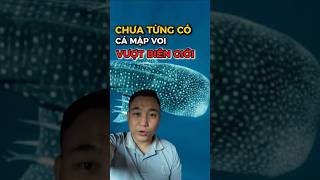 Kỳ Lạ Cá Mập Voi Vượt Biên