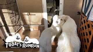 息子（格下）が居るならドアは開けないアランです　Great Pyrenees　グレートピレニーズ