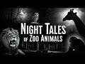 Night Tales of Zoo Animals