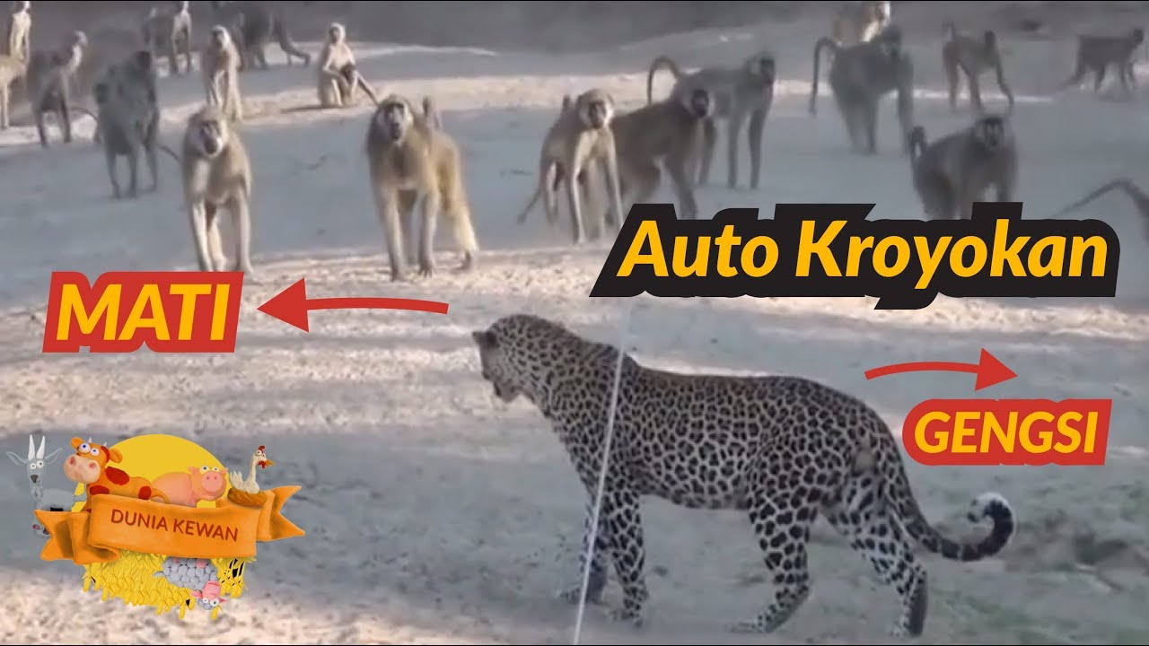 BABBON DAN LEOPARD BERAKSI !! HUKUM RIMBA BERLAKU - YouTube