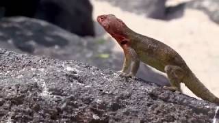 Lava lizard of Galapagos