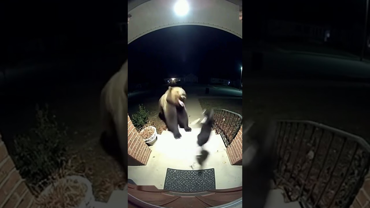 Ring Doorbell Captures Fearless Cat Standing Up to Angry Grizzly Bear 
