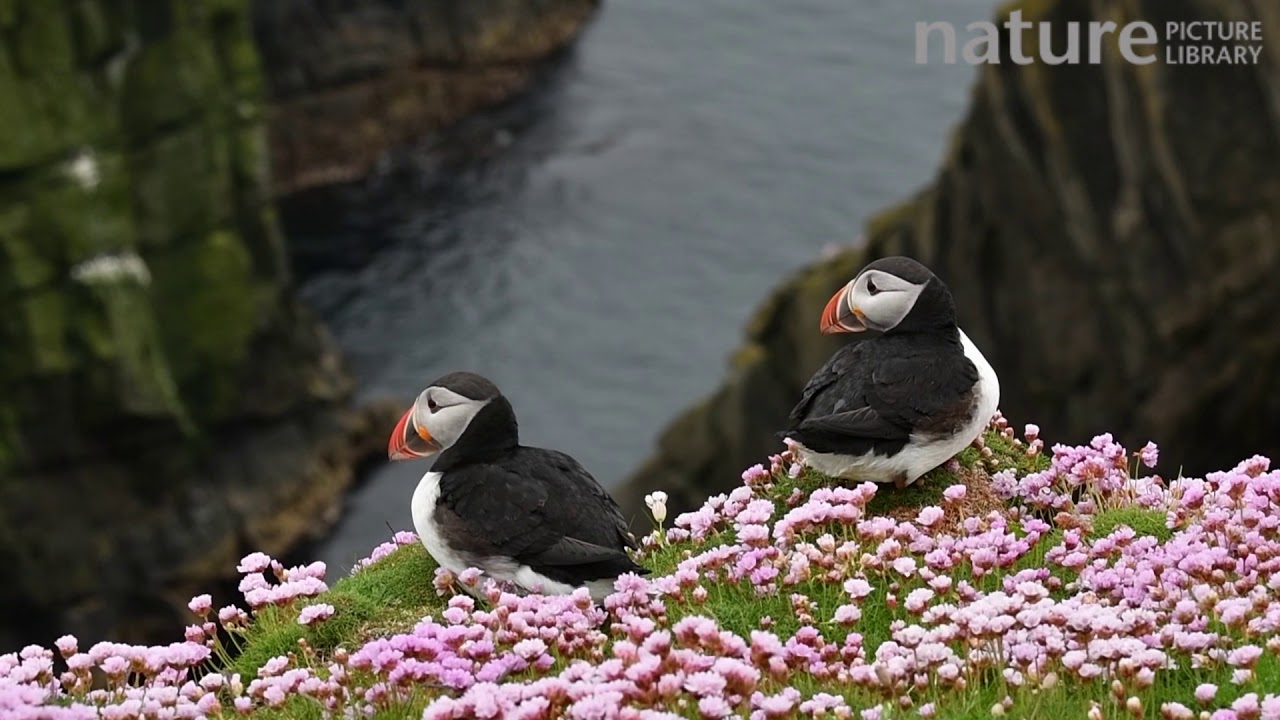 footage of chernobyl Two Atlantic puffins in breeding plumage on cliff top, Sumburgh Head, Shetland Islands, Scotland, UK