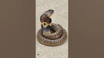 Did You Know Some Cobras Have ZOMBIE VEN 