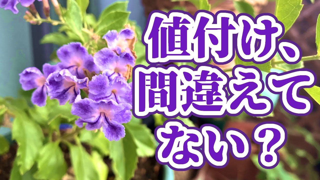 71%オフのデュランタ宝塚、ちゃんと咲きました｜母娘でベランダ植物トーク🌸