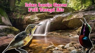 isian konin full terapi air