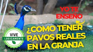 Como tener pavos reales en la granja #vivelogicamente