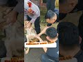 Rikkes K9 dari tim Harvet Ditpolsatwa Mabes Polri #K9 #anjing #police #harvet #veterinary