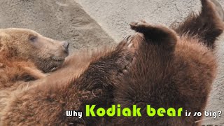【Camojojo】Why Kodiak bear is so big