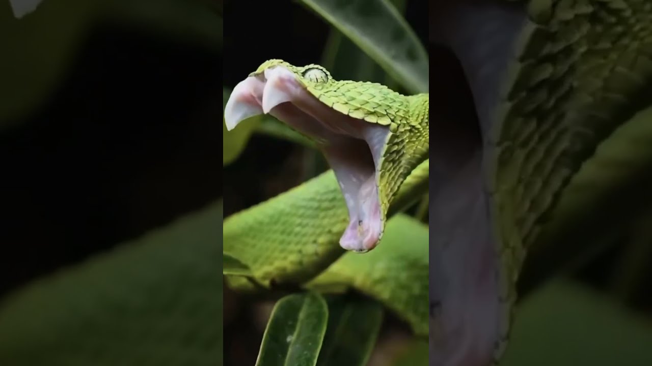 Top 5 amazing facts about snakes!😱 