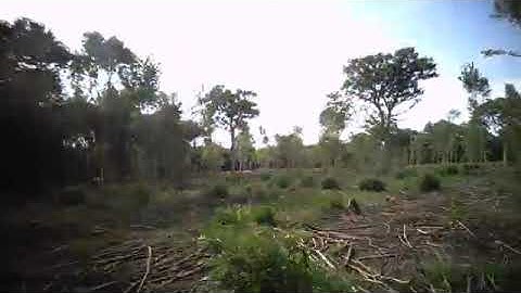 Semi Natural Ancient Woodland   regeneration in 2 months following coppicing