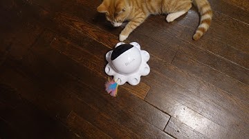ORSDA 2-in-1 Interactive Cat Toy for Indoor Cats - Review