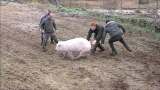 A la captura del gorrino - en Tejeda del Tiétar