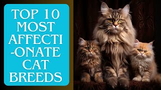 Top 10 Most Affectionate Cat Breeds in the World | Ultimate Guide
