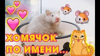 ДАЛА ИМЯ ХОМЯЧКУ :) САМЫЙ МИМИШНЫЙ ХОМА)) #59 ДАЛА ИМЯ ХОМЯЧКУ :) САМЫЙ МИМИШНЫЙ ХОМА)) #59