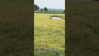#amazing #paddy #field