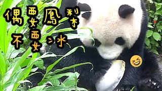 圓寶戶外撿到鳳梨冰，手腳併用把冰塊拿起來啃|熊貓貓熊The Giant Panda Yuan Yuan and Yuan Bao|台北市立動物園