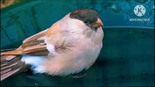 Most Beautiful Birds in the World | Breathtaking Beauty of Earth's Most Exquisite Birds |Relaxation