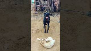 #big dog#shortvideo #dag fight #petsvlog #dog treatment