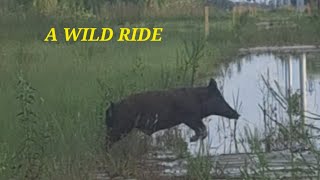 A Wild Ride Through Florida's Marshlands | Hogs, Gators & Frogs