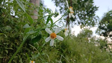 Ít ai biết những tác dụng tuyệt vời của cây hoa xuyến chi - đơn kim, đơn buốt, quỷ trâm thảo