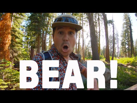 וִידֵאוֹ: Bears at Yosemite and Sequoia: How to Be Safe