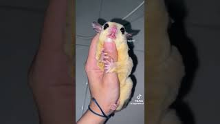 TIPS SEBELUM MEMBELI SUGAR GLIDER