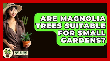 Are Magnolia Trees Suitable For Small Gardens? - The Plant Enthusiast