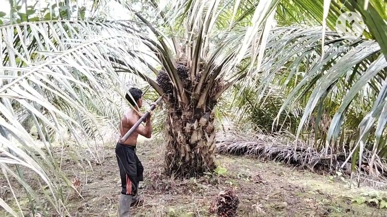 Inilah cara kami panen sawit