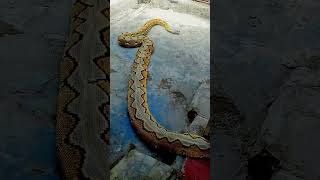One faint snake. #indonesia #pythonsnake #snake #reptiles